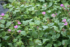 Canavalia rosea
